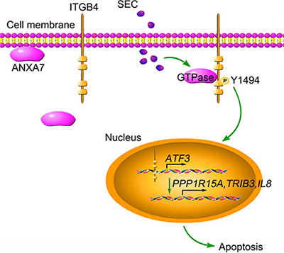 Schematic presentation of SEC-induced apoptosis by triggering ITGB4 nuclear translocation.