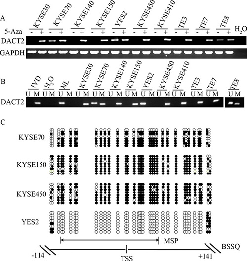 The expression of DACT2 is regulated by promoter region methylation in esophageal cancer cell lines.