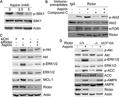 Aspirin induces Akt/ERK phosphorylation and MCL-1 expression by up-regulating mTORC2 activity.