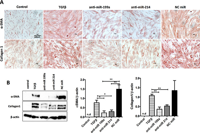 Effect of inhibition of miR-199a and -214 on hPSCs transdifferentiation.