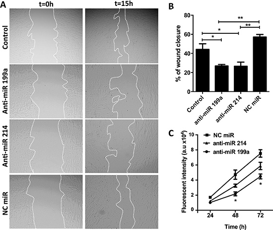 Effect of anti-miR-199a and -214 on migration and proliferation of hPSCs.