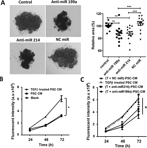 Effect of anti-miR-199a and -214 on the heterospheroid formation and hPSC-induced tumor cell proliferation.