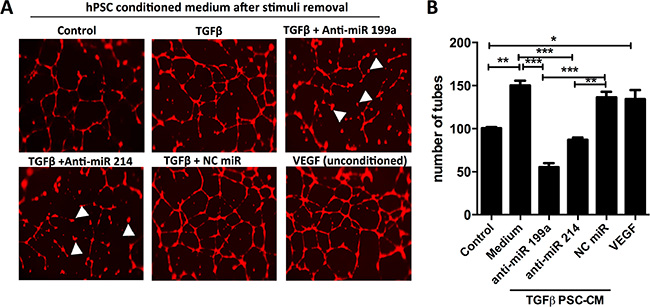 Effect of anti-miR-199a and -214 on hPSC-mediated paracrine effect on endothelial cells.