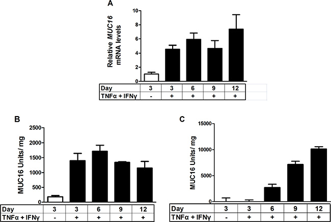Time course of stimulation of MUC16 mRNA levels and protein production in response to combined cytokine treatment.