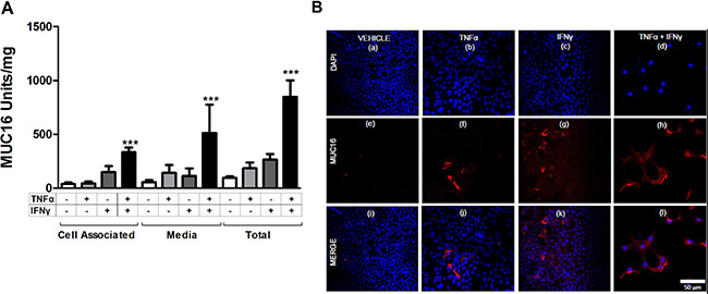 Individual cytokines stimulate MUC16 protein production in MCF-7 cells.