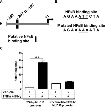 A consensus NF&#x03BA;B-binding site accounts for much of the MUC16 gene responsiveness to cytokines.