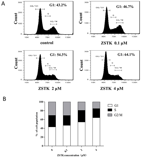 Effect of ZSTK474 on cell cycle distribution in MCF-7 cells.