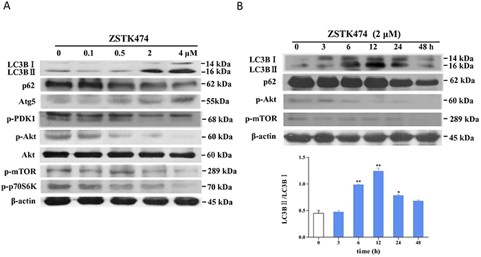 Effect of ZSTK474 on autophagy marker proteins as well as Akt/mTOR pathway signal proteins in MCF-7 cells.