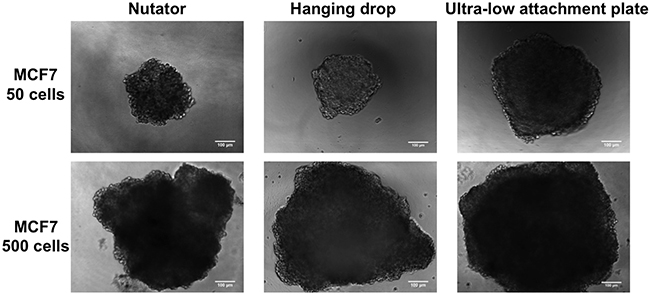 Phase contrast micrographs of MCF7 spheroids at Day 7 generated on hanging drop array plates, ultra-low attachment plates and ultra-low attachment plates with a 48 hour nutation period.