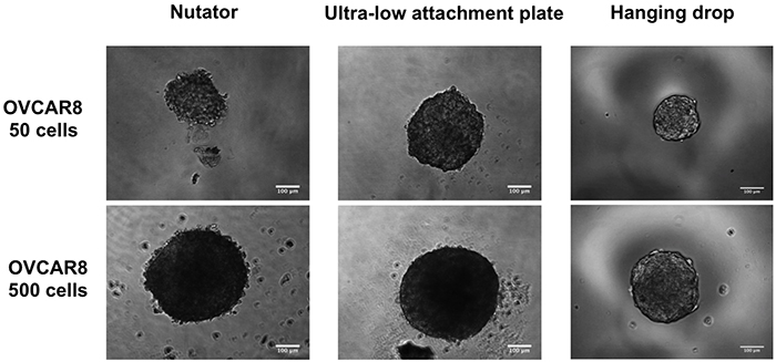 Phase contrast micrographs of OVCAR8 spheroids initiated with 50- or 500 cells/drop on the three platforms.