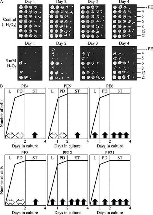 PE4, PE5, PE6, PE8, PE12 and PE21 enhance the ability of chronologically aging yeast grown under non-CR conditions to resist chronic oxidative stress.