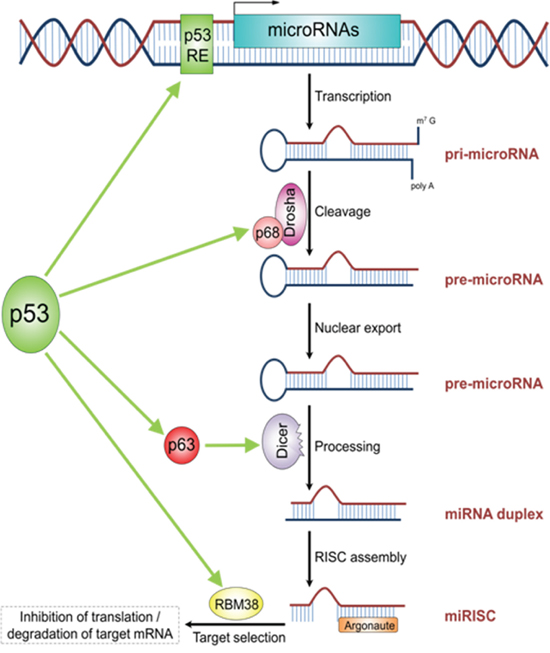 The schematic illustrations describes the role of TP53 in miRNA processing and regulation.