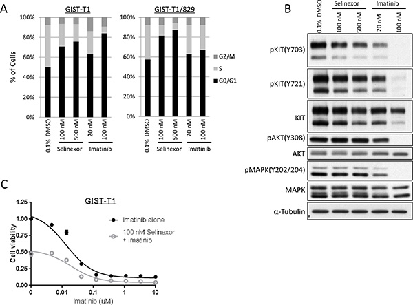 Selinexor induced cell cycle arrest in GIST independent of KIT signaling pathway.