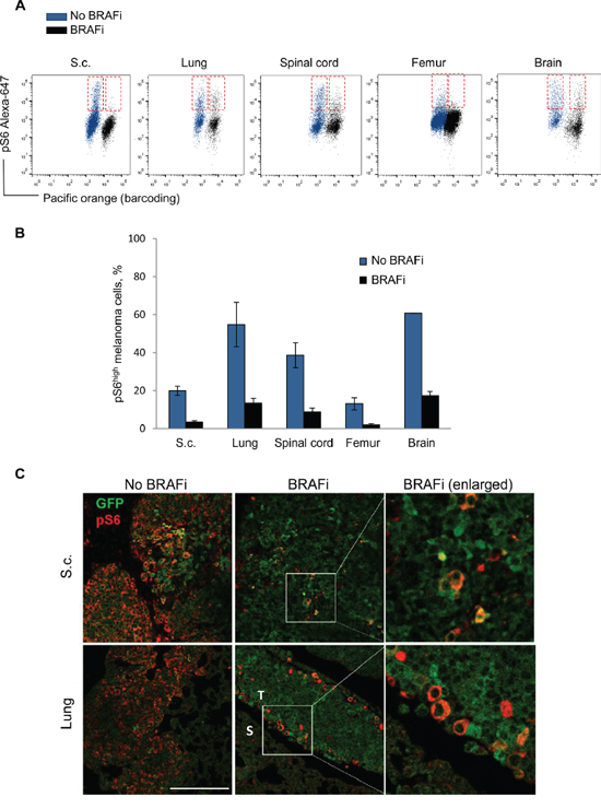 Analysis of pS6 in melanoma cells from distinct sites in vivo.