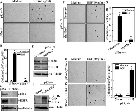 p85&#x03B1; was required for EGFR expression and EGF-induced malignant cell transformation.