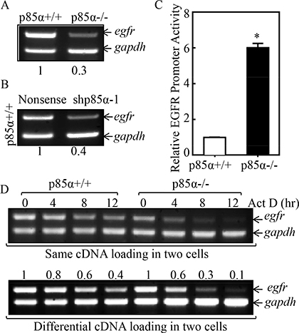 p85&#x03B1; mediated EGFR mRNA stabilization.