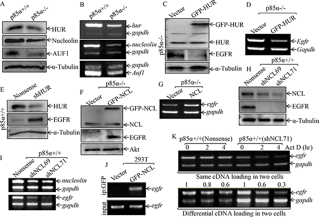 NCL, but not HUR, mediated p85&#x03B1; stabilization of EGFR mRNA.