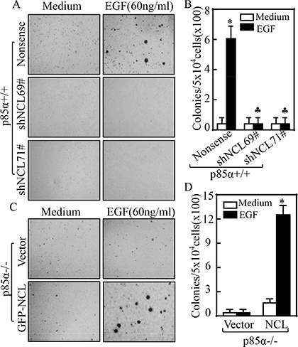 NCL is critical for p85&#x03B1;-regulated EGF-induced malignant cell transformation.