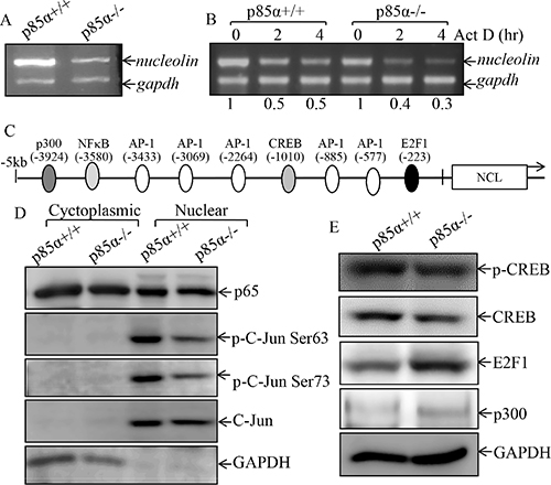 p85&#x03B1; regulated NCL transcription and C-Jun activation.