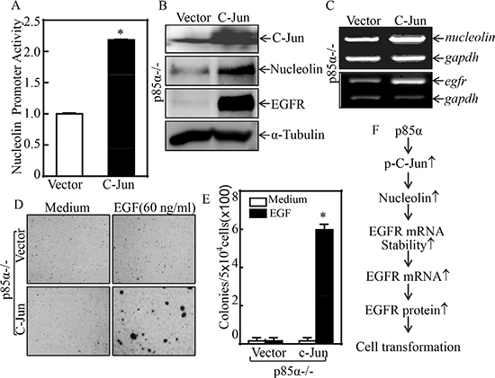 C-Jun mediated nucleolin transcription and EGF-induced cell transformation.