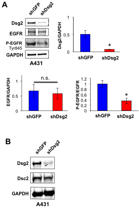 Knockdown of Dsg2 in A431 SCC cells reduces EGFR phosphorylation.