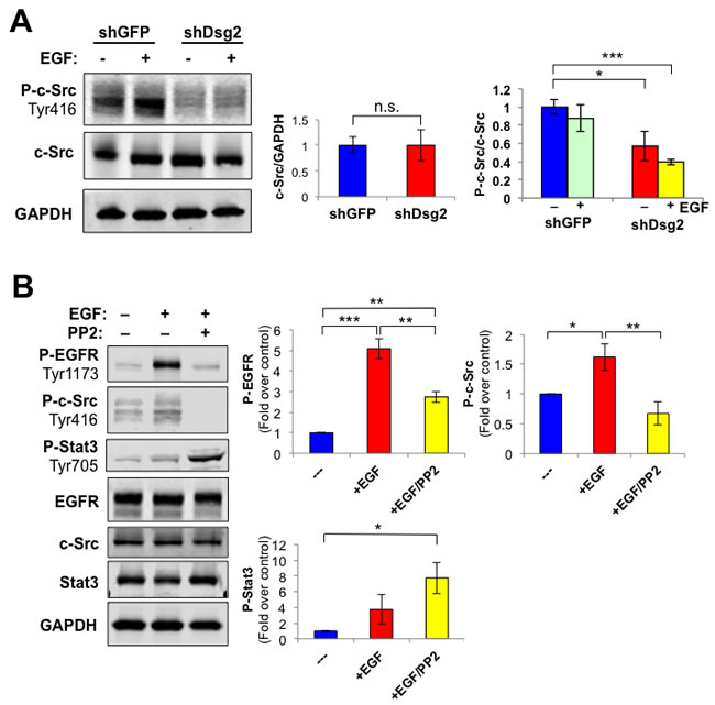 Dsg2 modulates EGFR activation through a c-Src-dependent pathway.