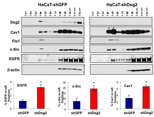 EGFR and c-Src signaling is mediated, in part, through lipid rafts.