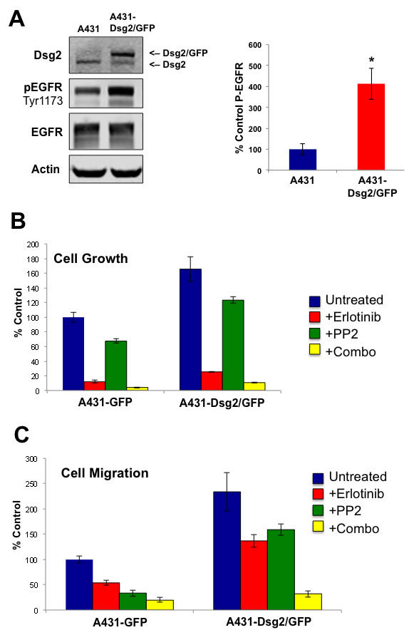 Dsg2-mediated SCC cell growth and migration is dependent on EGFR and c-Src.