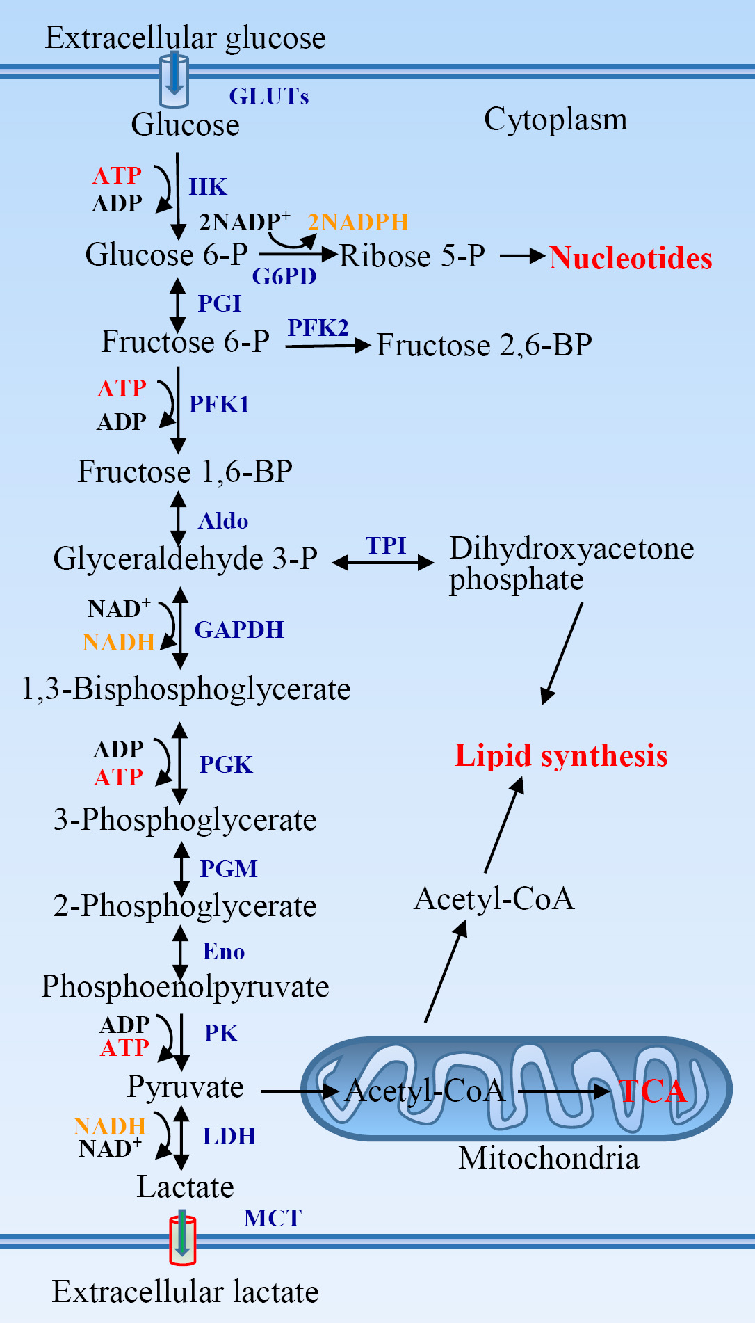 The glycolytic pathway and its association with other metabolic pathways.