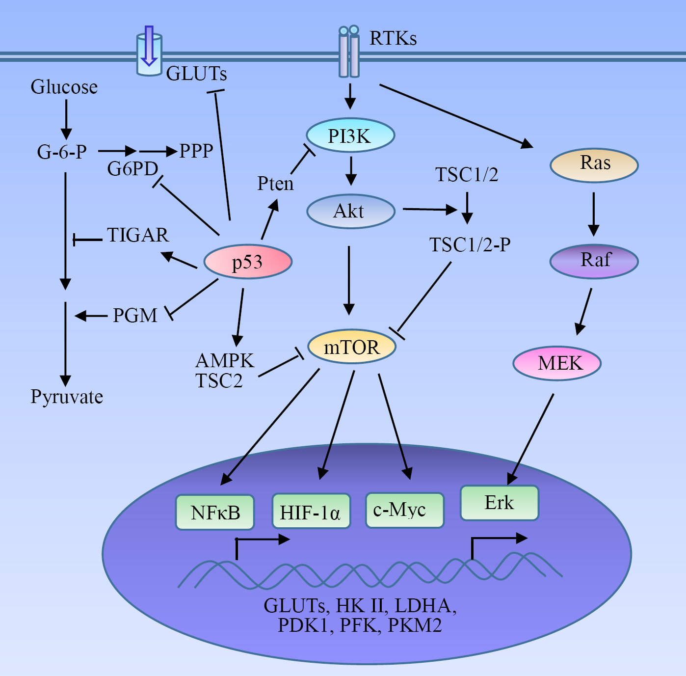 Regulatory mechanism of glycolysis in tumors.