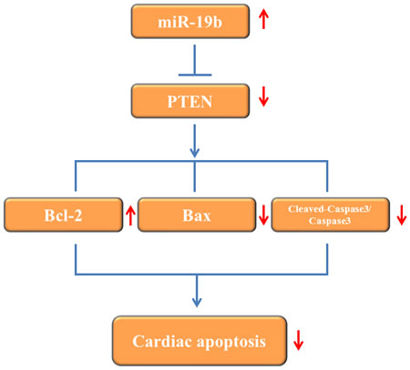 Proposed mechanisms by which miR-19b protects apoptosis induced by H