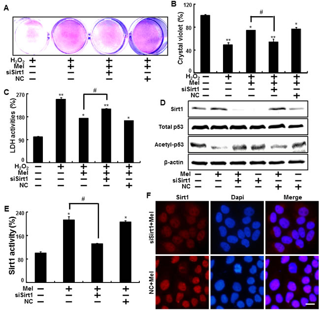 Blocking of sirt1 activity inhibited the melatonin-induced protection against hydrogen peroxide in keratinocyte.
