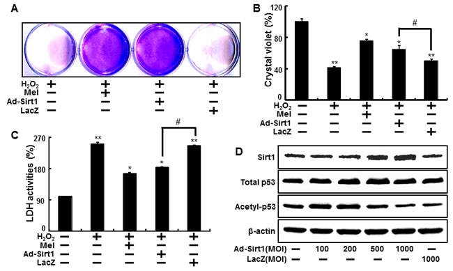 Overexpression of sirt1 increased protective effects against hydrogen peroxide in human keratinocytes.