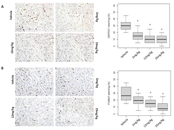 Molecular changes in OTS167-treated tumor tissue.