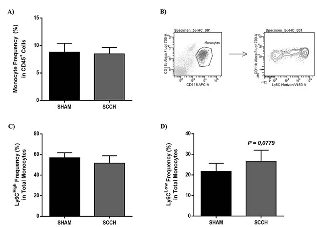 SCCH induces slightly increases patrolling monocyte subset frequency in blood circulation.