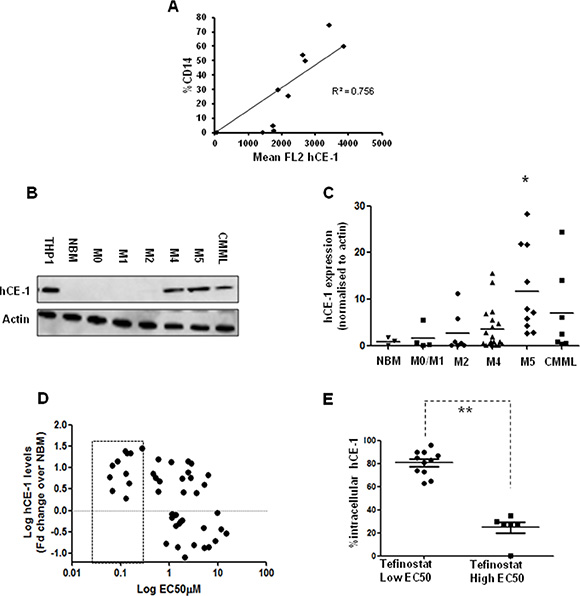 hCE-1 expression levels dictate efficacy of Tefinostat in monocytic leukaemias.