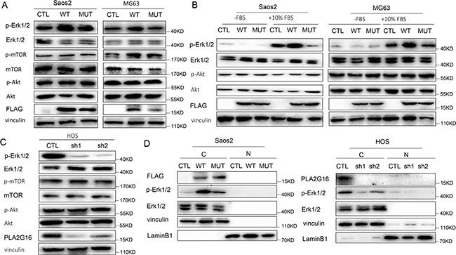 PLA2G16 localizes to the cytoplasm and induces the phosphorylation of ERK1/2.