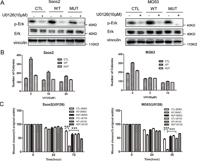 Inhibition of the MAPK pathway suppresses low density colony formation and migration in osteosarcoma cells.