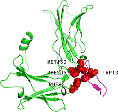Interaction between erythropoietin receptor (PDBID: 1ebp, chain A, coloured by green) and erythropoietin mimetic peptide (PDBID: 1ebp, chain C, coloured by magenta).