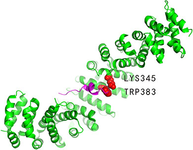 Interaction between the beta-catenin (PDBID: 1jpp, chain B, coloured by green) and adenomatous polyposis protein (PDBID: 1jpp, chain D, coloured by magenta).