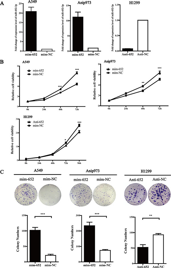 MiR-652-3p promotes cell proliferation.