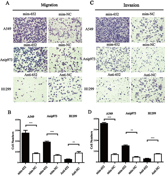 MiR-652-3p promotes the migration and invasion of NSCLC cells.