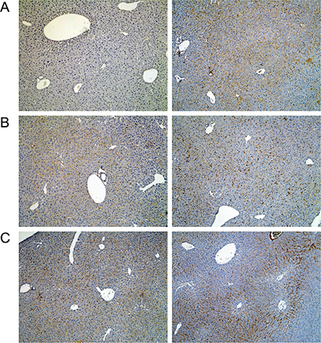 Immunohistochemistry of the lipopolysaccharide binding protein in livers of control and diclofenac treated mice.