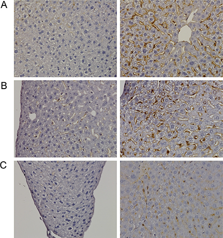Immunohistochemistry of Ki67 in livers of control and diclofenac treated mice.