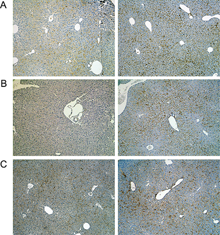 Immunohistochemistry of the T-cell protein tyrosine phosphatase in livers of control and diclofenac treated mice.