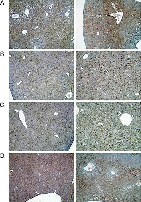 Immunohistochemistry of growth hormone receptor in livers of control and diclofenac treated mice.