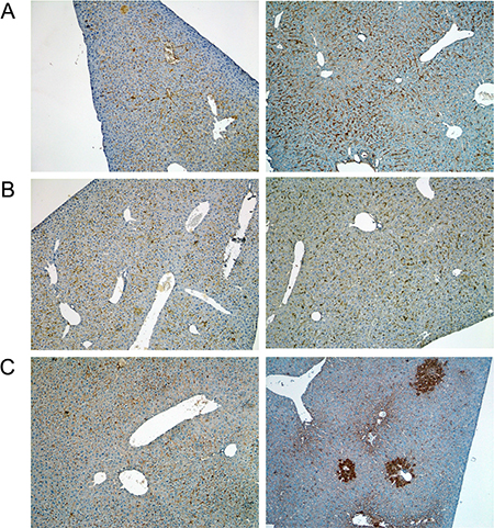Immunohistochemistry of the leptin receptor in livers of control and diclofenac treated mice.
