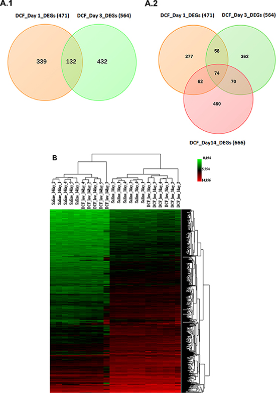 (A) Differentially expressed genes after single and repeated diclofenac treatment in mice.