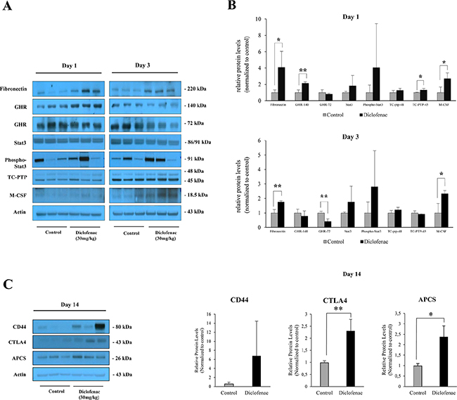 Western blotting of master regulatory proteins in liver extracts of diclofenac treated mice.