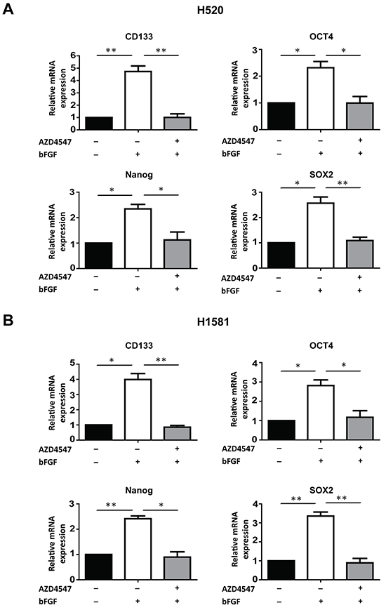 FGFR1 regulates the expression of stem cell markers.